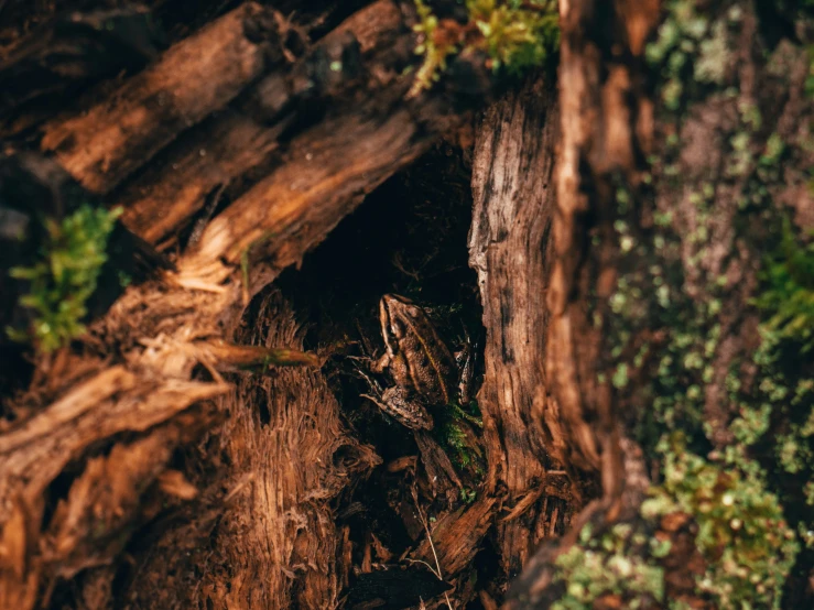 a close up of wood with a tree trunk