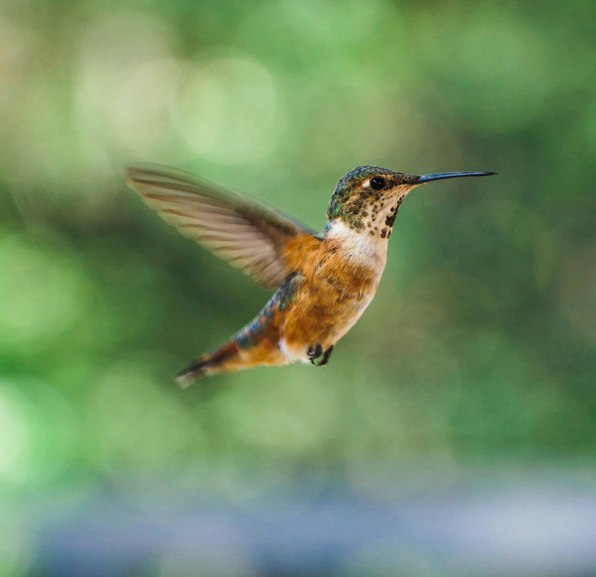 a hummingbird hovers towards the camera while its beak is open