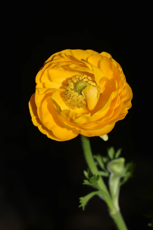 a yellow flower in the dark on a stem