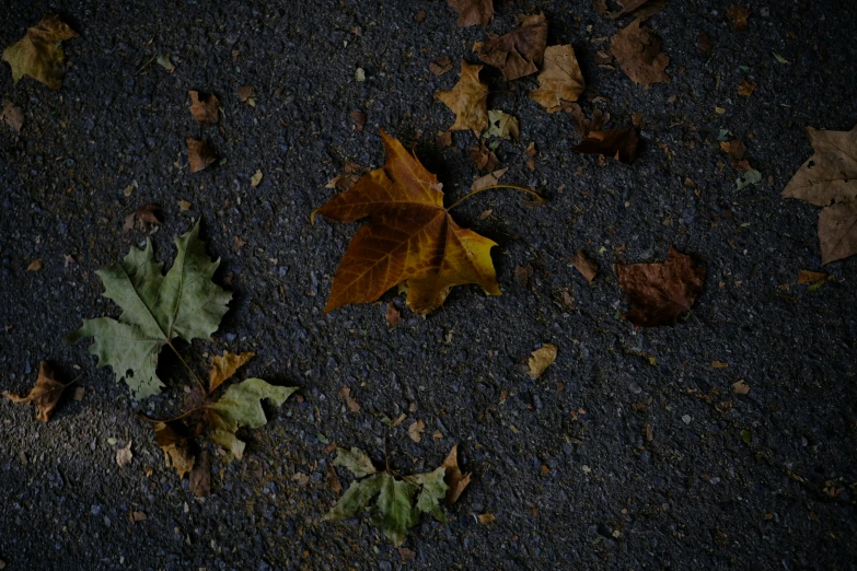 yellow and brown leaves on asphalt near trees