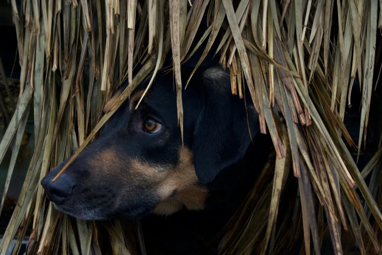 the dog is hiding underneath a large straw hut