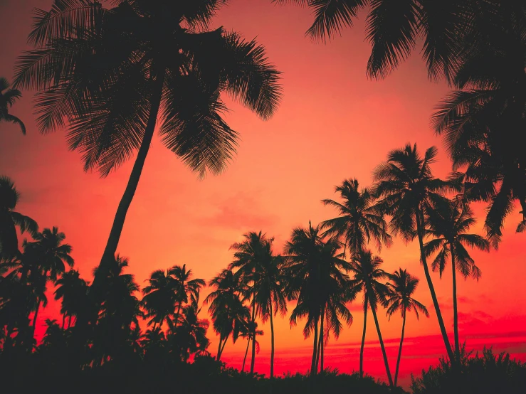 the sunset behind some tall palm trees