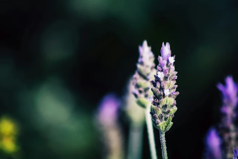 many lavender flowers in the field next to each other