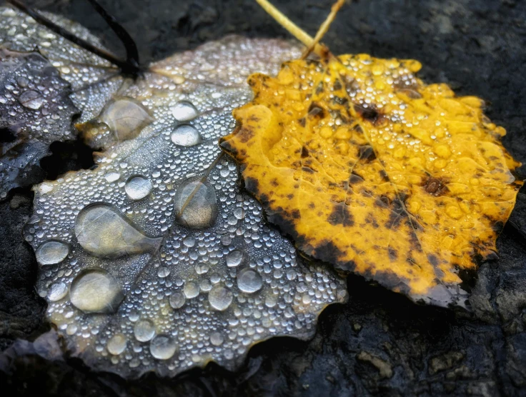 water droplets have been washed onto the leaves of a leaf