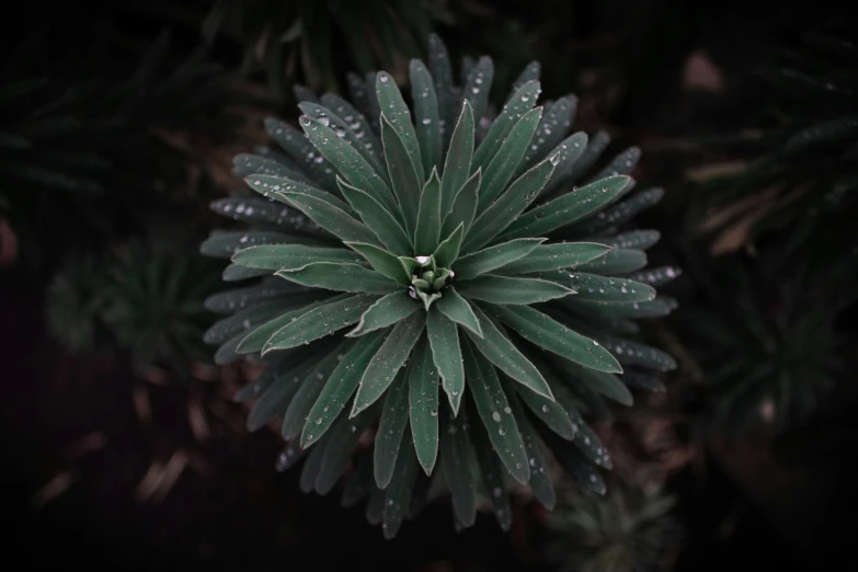 a close up image of a plant with leaves