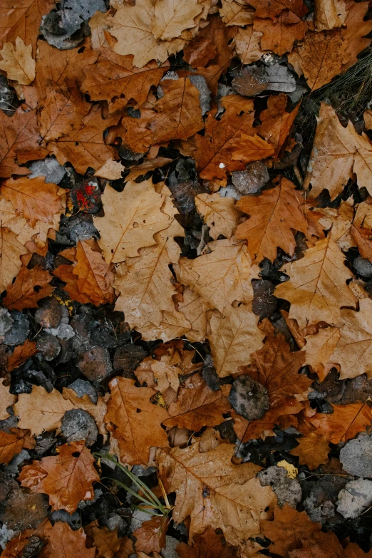 a bunch of leaves on the ground and one leaf missing