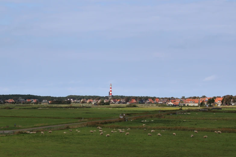 a grassy field with many sheep and houses in the background