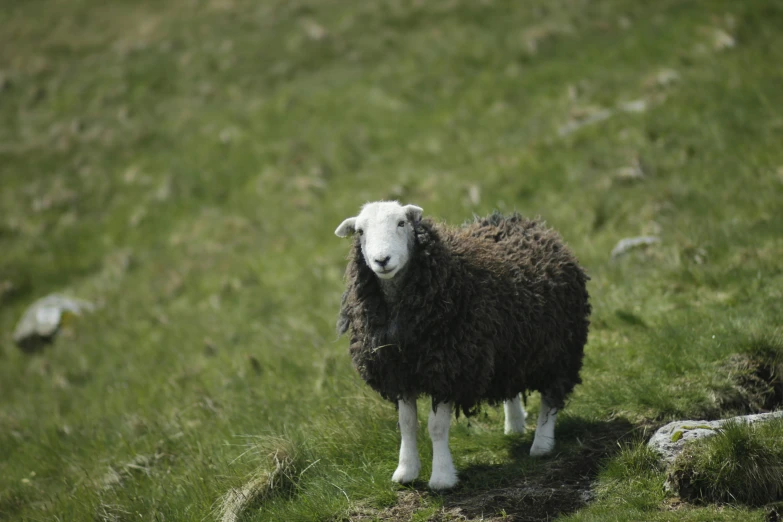the black sheep is looking straight ahead as he stands in the field