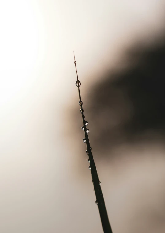 a green stem in the sunlight with drops of water