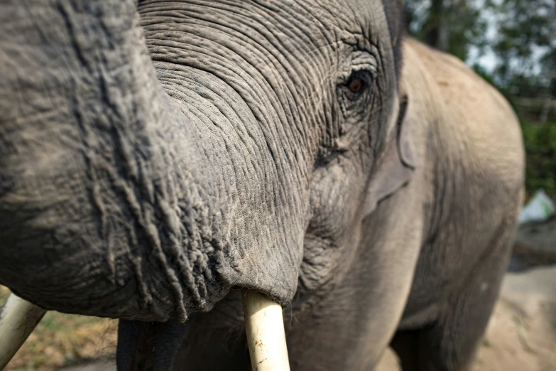 close up view of elephant from the front end with grass in background