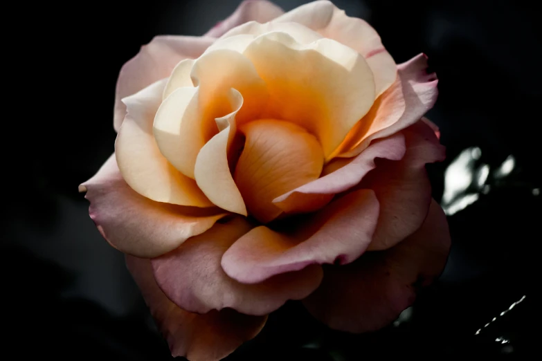 an orange and cream flower on black background