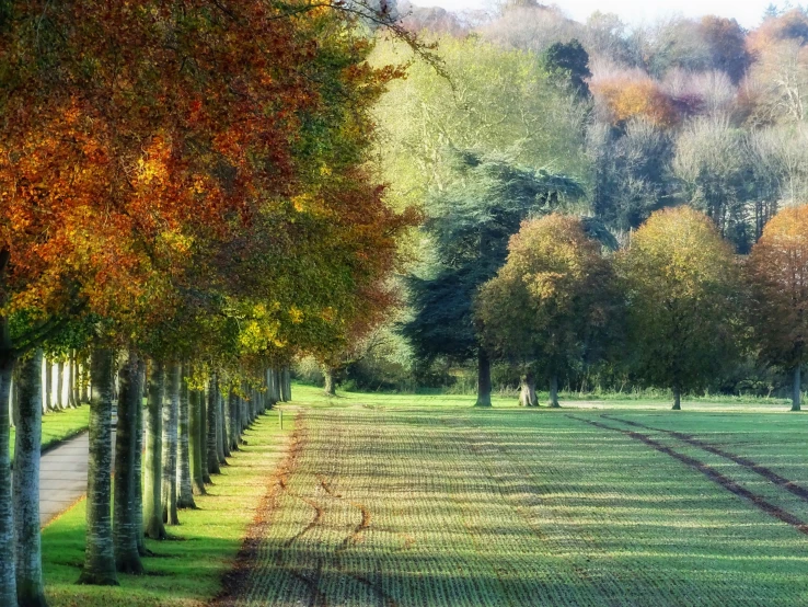 a long line of trees with yellow and green leaves