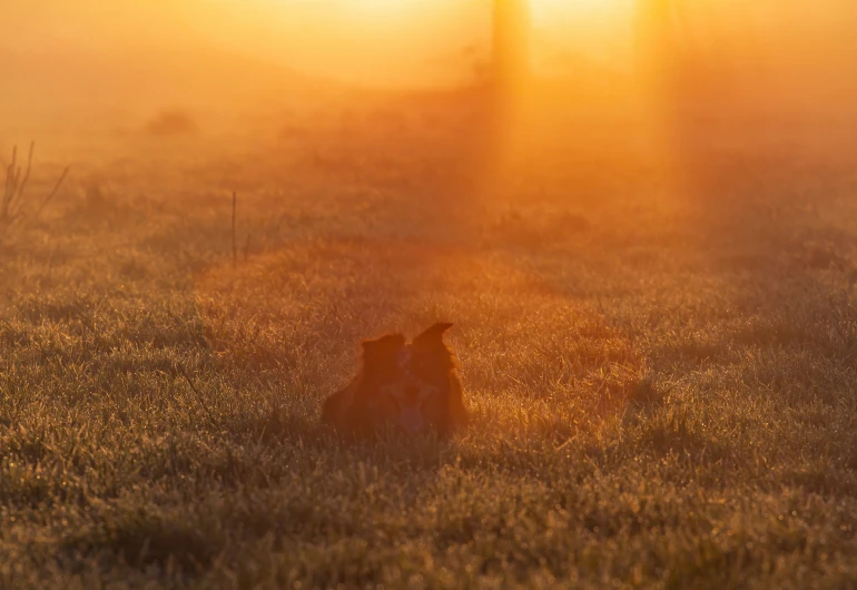 a dog sitting in the middle of a field at sunrise