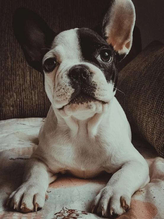 small dog sitting on top of a white cushion