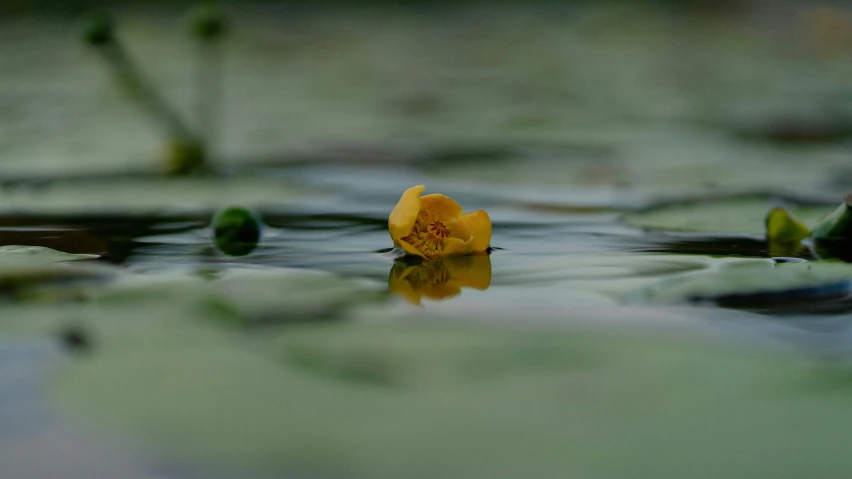 a single flower sits in the middle of a body of water