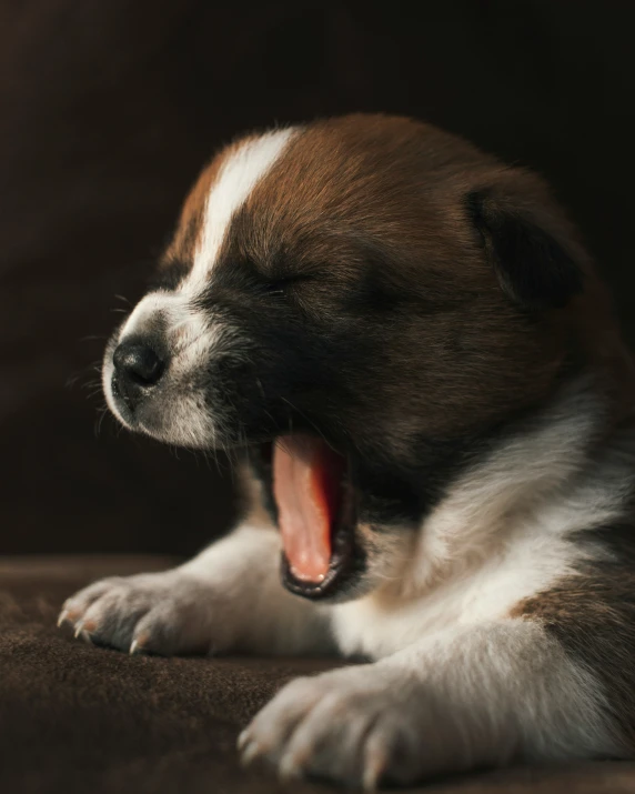 a dog that is yawning while sitting down