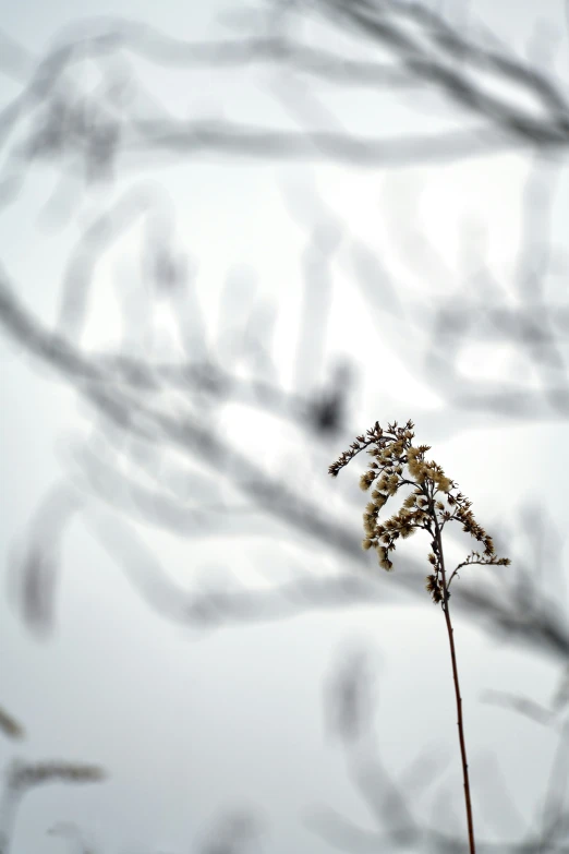 an image of some plants and twigs in the foreground