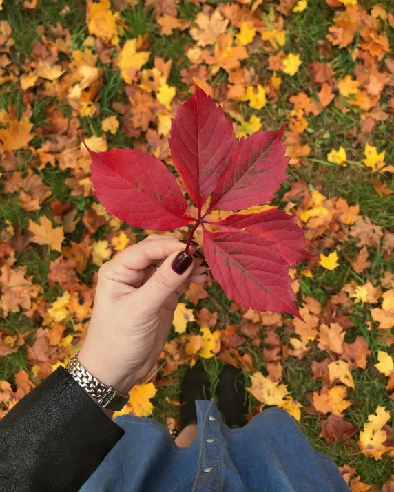 someone holds up their hand while holding up a red maple leaf