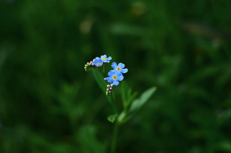 two small blue flowers sit in front of green grass