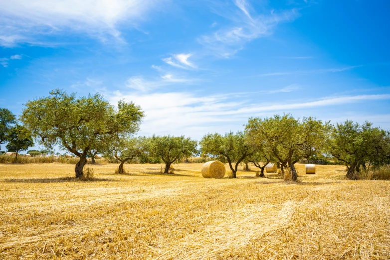 a hay bail in an open field with trees and other farm equipment