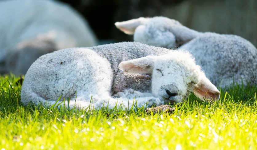 two sheep laying in the grass with one sleeping