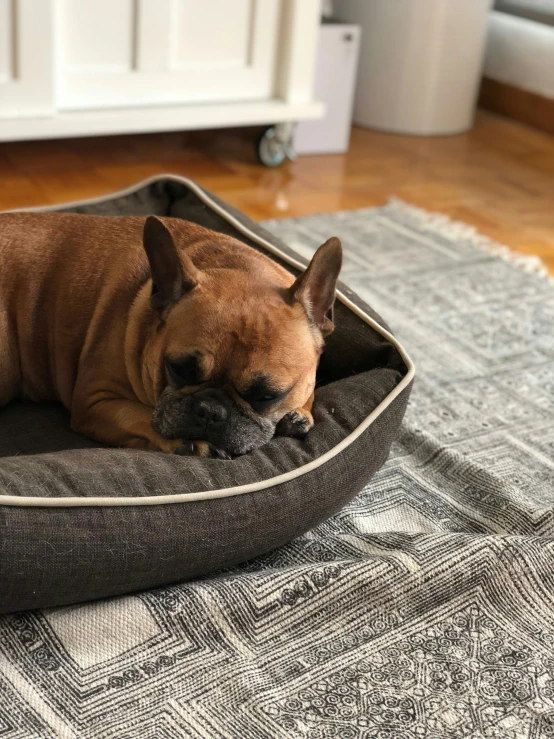 a brown dog laying on a dog bed on a rug