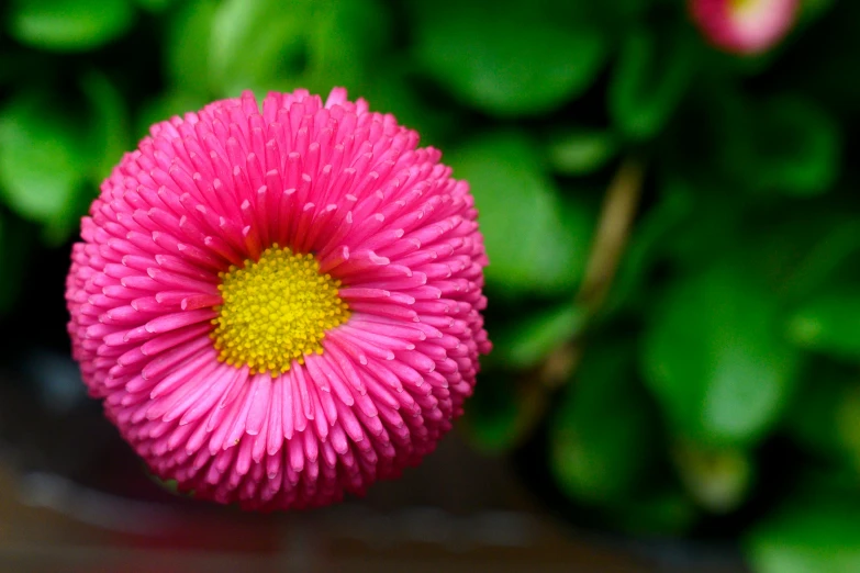 there is a close up s of pink flowers