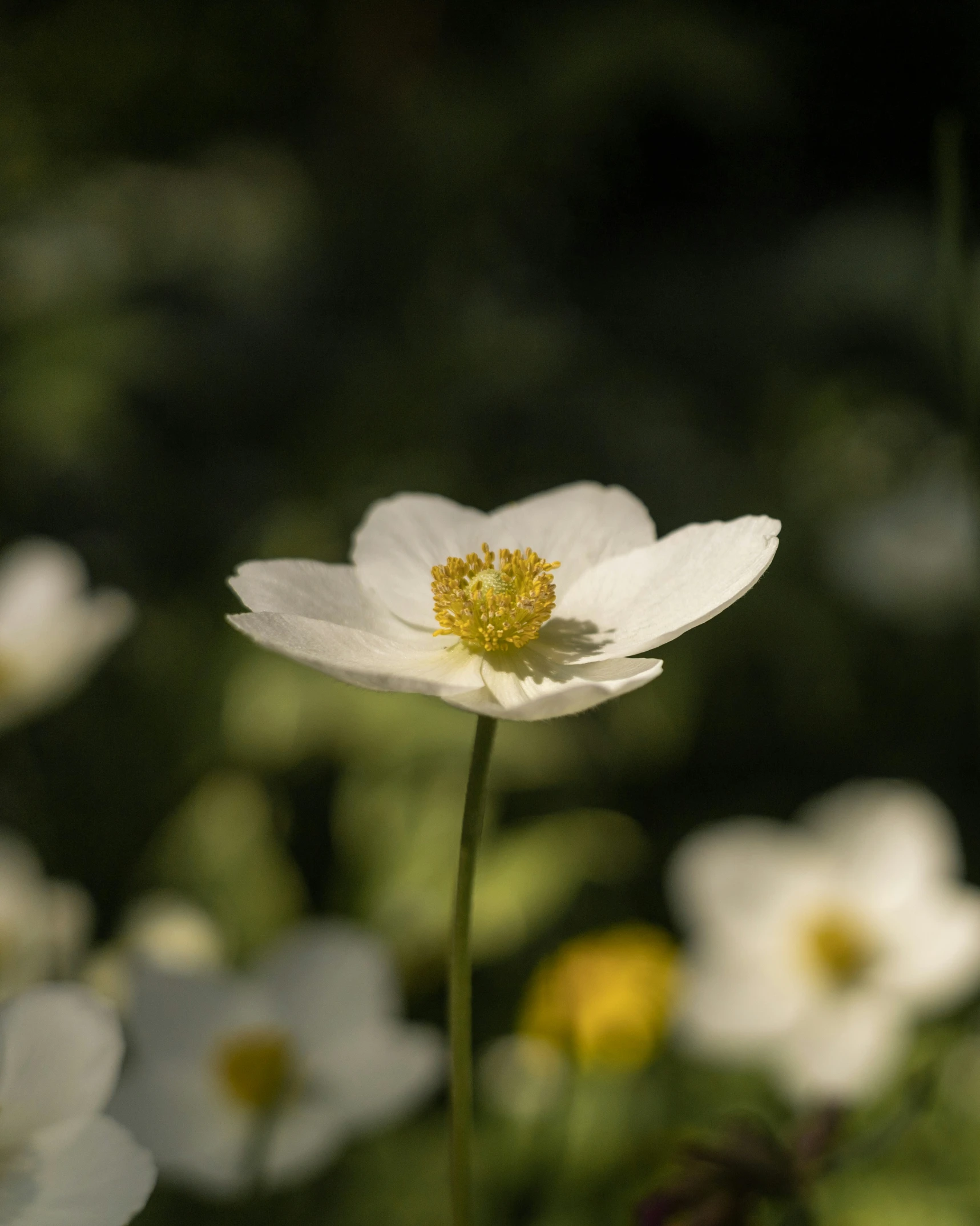 the flower is next to the green grass