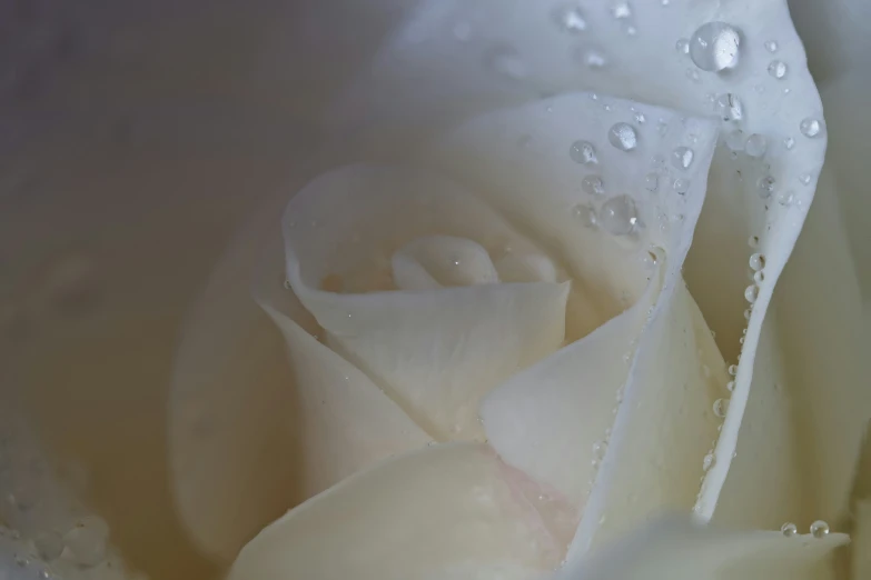 the center of a white flower with dewdrops