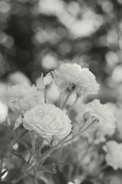 black and white pograph of flowers blooming in the yard