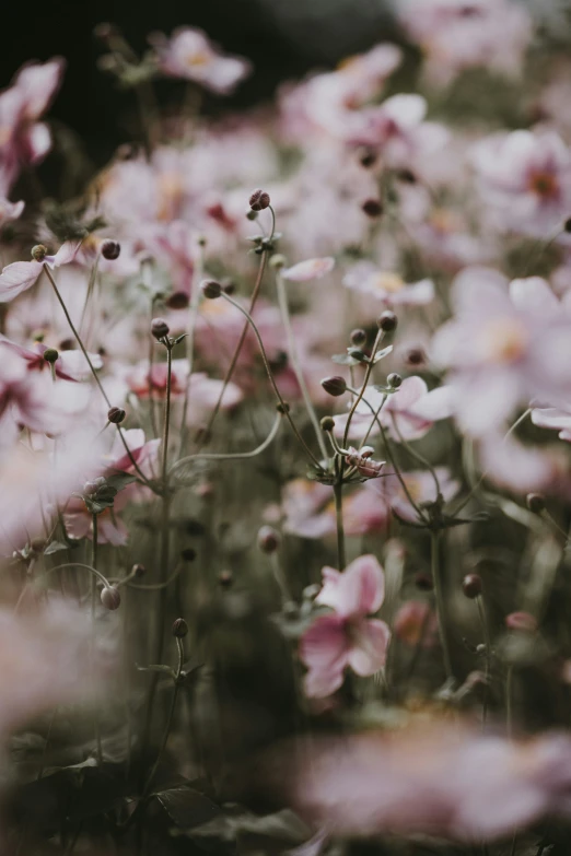 a field full of pink and white flowers