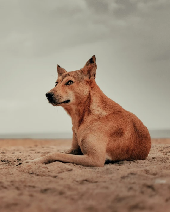 a dog laying down on the beach, looking forward