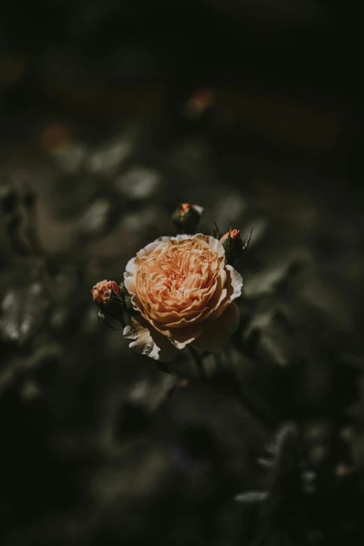 the beautiful orange and white flowers are in bloom