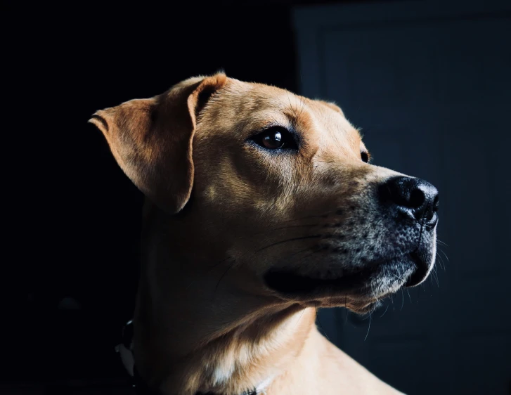 the close up image of a brown dog in the darkness