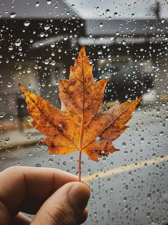 hand holding a yellow leaf in the rain