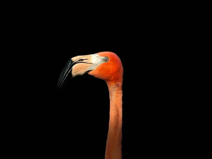 a red bird with long legs and a black head