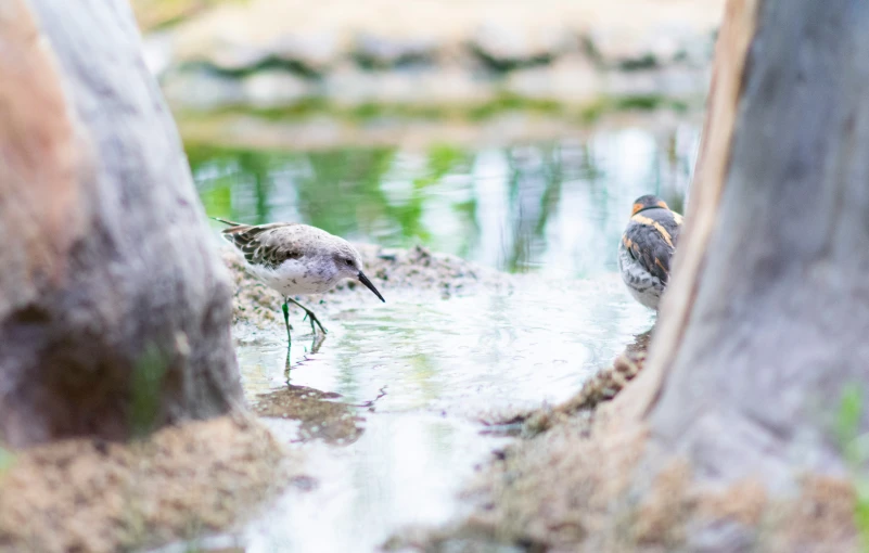 two birds drink water from a river near a tree