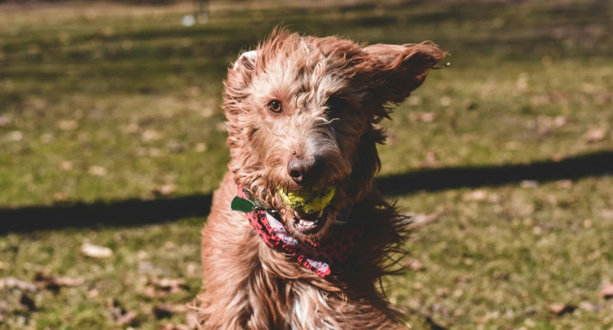 the dog has two tennis balls in his mouth