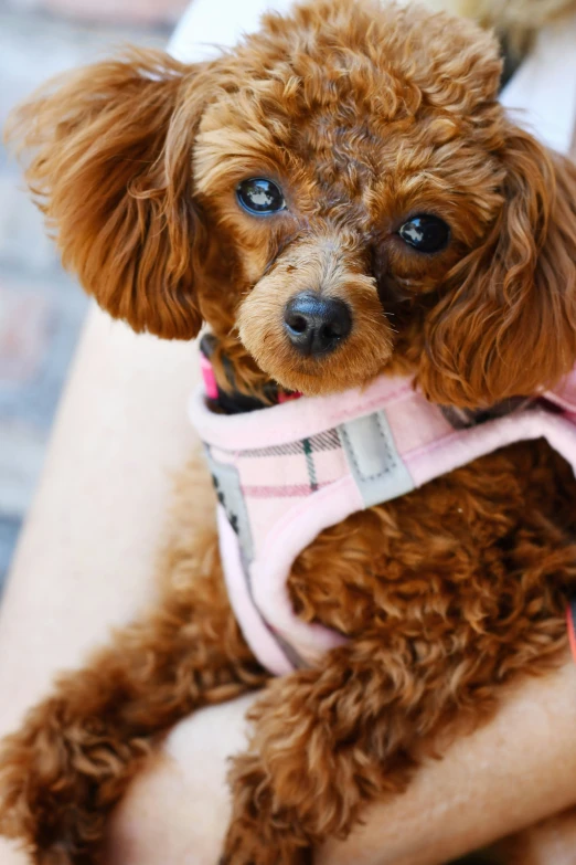 a small brown dog wearing a pink dress and looking at the camera