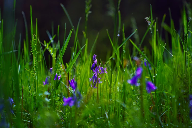 some purple flowers are growing in the grass