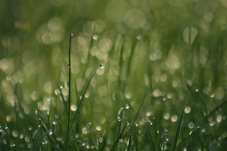 there are many drops of water on the grass
