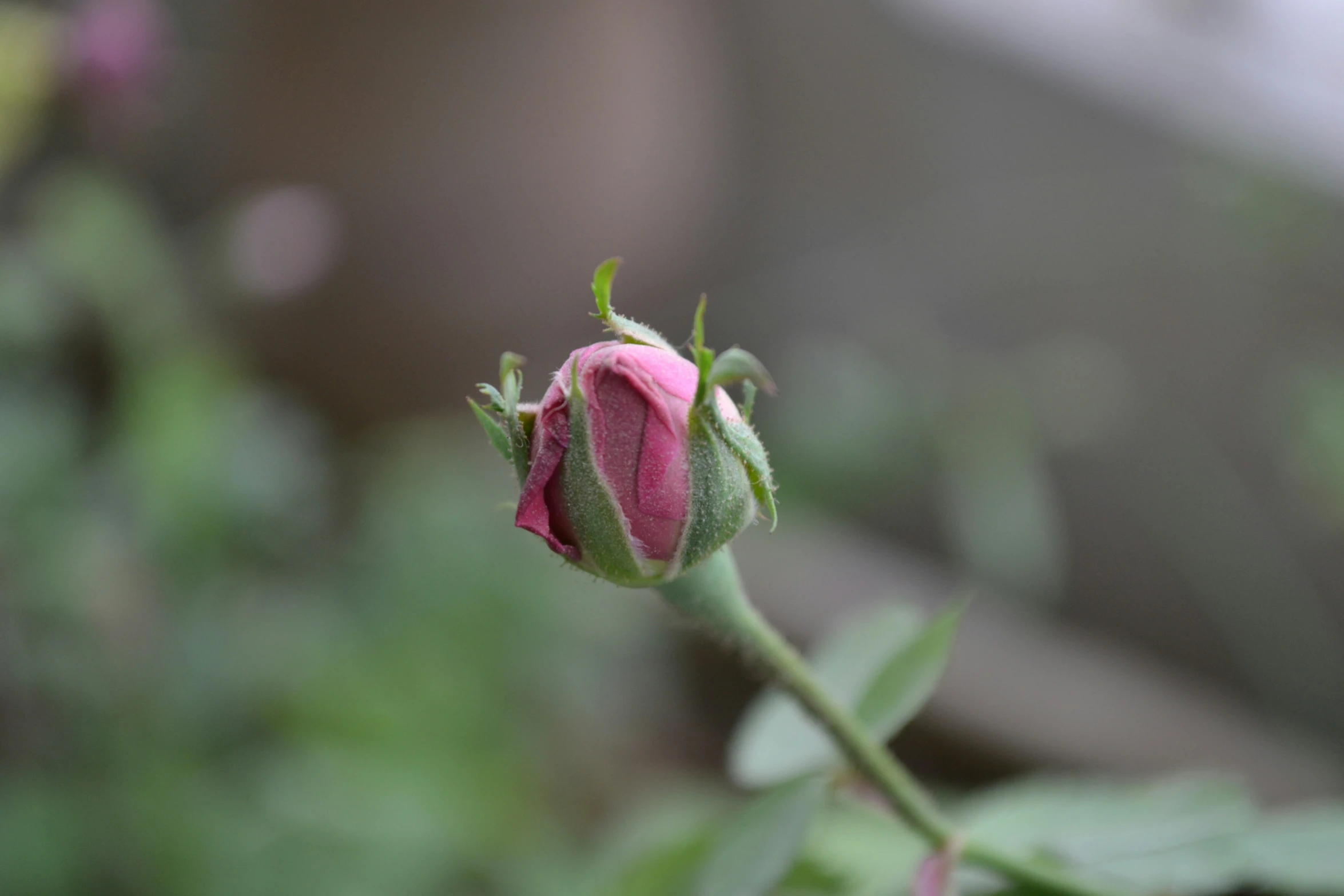 a budding pink rose on a stem with other plants behind