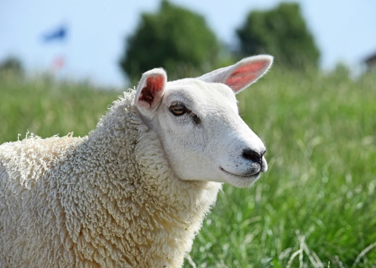 a sheep is standing in a grassy area