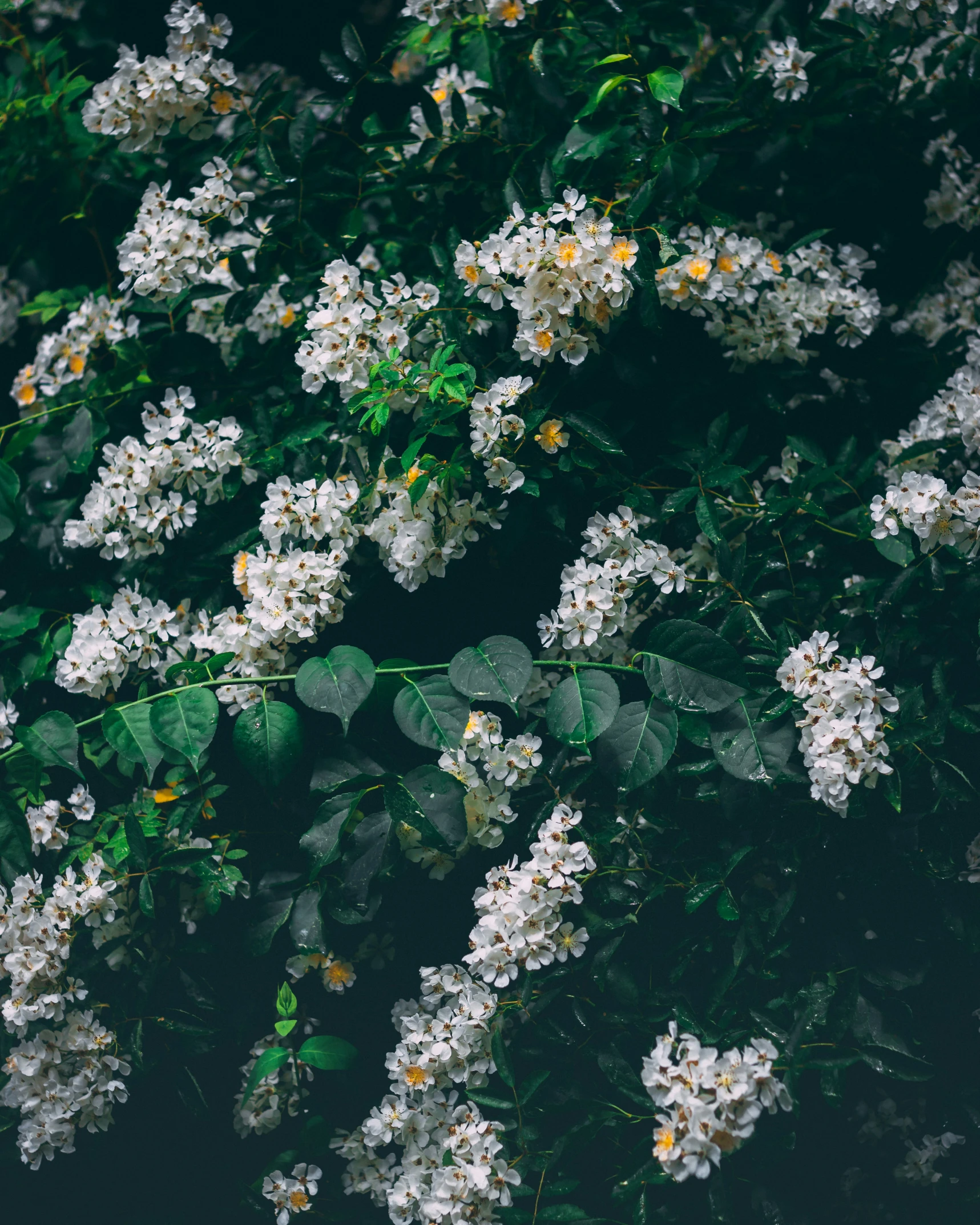 a very close s of white flowers growing on a tree