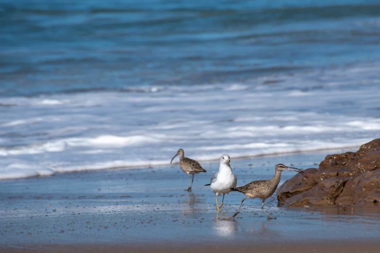 four birds are on a beach by some water