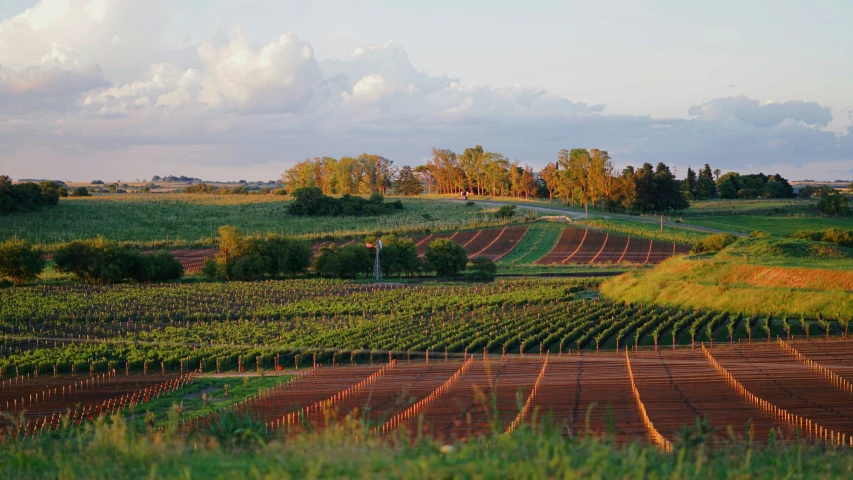 rows of crops that have been dug in the field