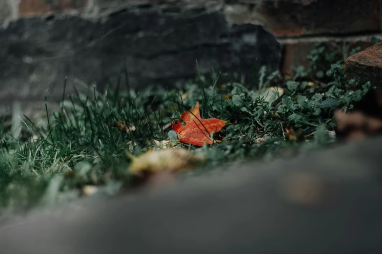 a red leaf sitting on top of some green grass