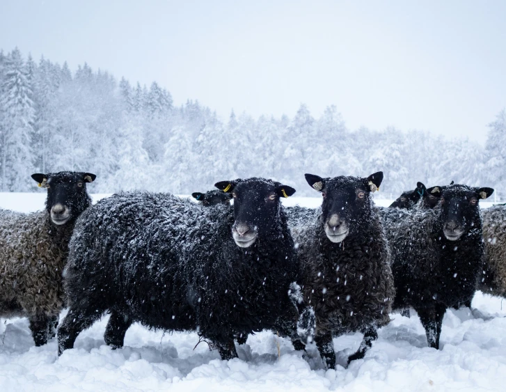 a herd of sheep stand in the snow