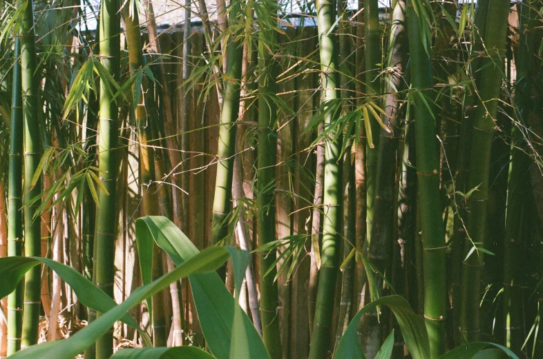 the tall trees in a bamboo forest with lots of green leaves