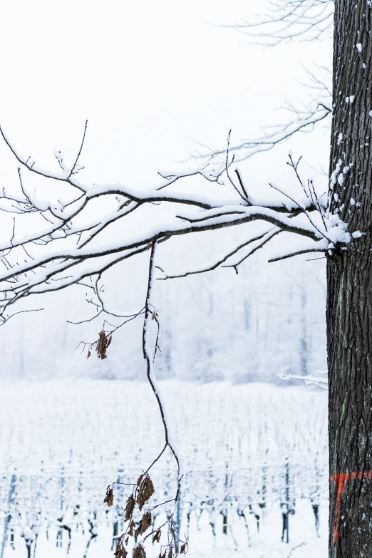 the snow is falling off a tree nch